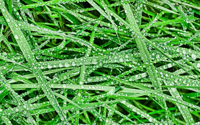grass with dew, 4k, macro, grass textures, dew, grass, plant, ecology concepts, grass background