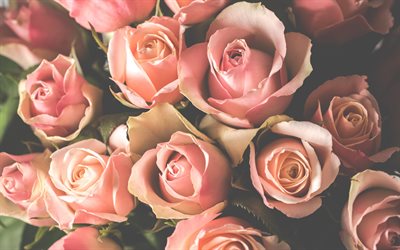 roxo rosas, belas rosas laranja, p&#233;talas de rosa, lindo buqu&#234;, rosas