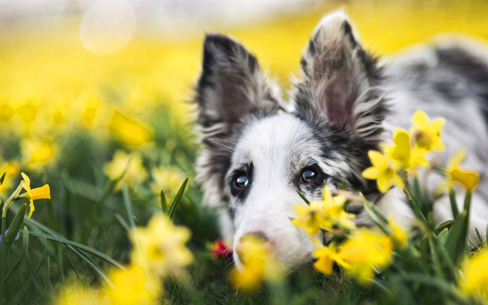 Aussie, yellow daffodils, cute animals, Australian Shepherd, pets, Aussie with flowers, dogs, bokeh, Australian Shepherd Dog, Aussie Dog