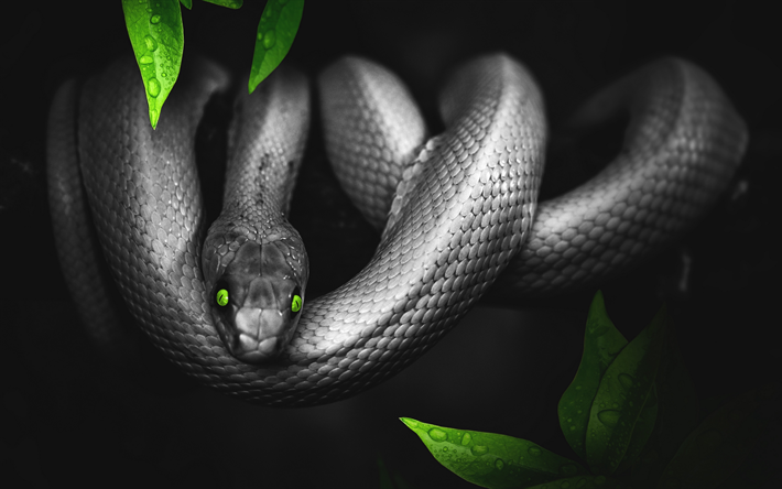 Black snake, 4k, reptiles, Pantherophis obsoletus, serpiente, con ojos verdes, la fauna, la serpiente