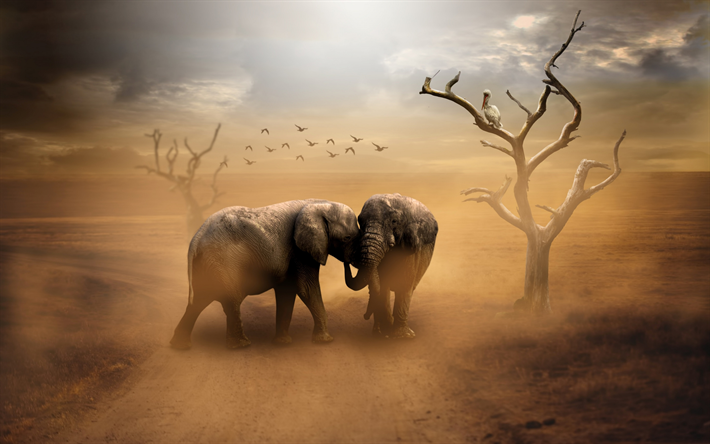 Los elefantes, &#193;frica, animales salvajes, desierto, noche, puesta de sol, la vida silvestre