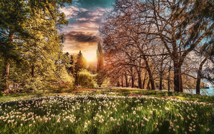 Lake Constance, Bodensee, spring, daffodils field, park, Germany, Europe