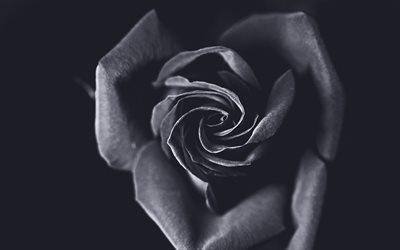 黒薔薇, 4k, マクロ, 黒い花, 黒芽, 近, バラ