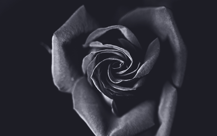 ダウンロード画像 黒薔薇 4k マクロ 黒い花 黒芽 近 バラ フリー