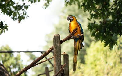 Blue and yellow macaw, parrot on a branch, macaw, tropical forest, beautiful macaw, parrots