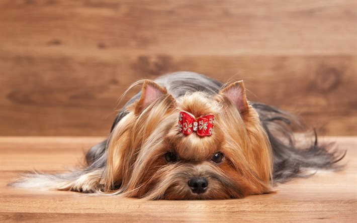 Yorkshire terrier, dogs, bow, cute animals