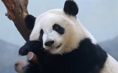 Panda, Japan, bear, wildlife, big panda