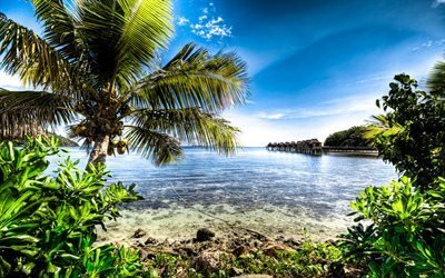 Fiji, paradiso, isola, palma, mare, HDR