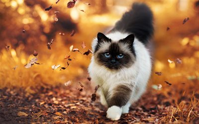 Himalayan Cat, forest, autumn, cute animals, cats