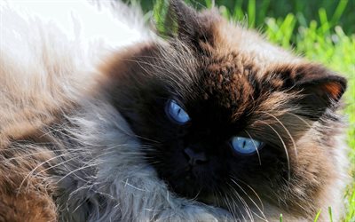 Birmano &#232; un gatto, occhi azzurri, birichino gatto, animali domestici, animali, gatto domestico di razza