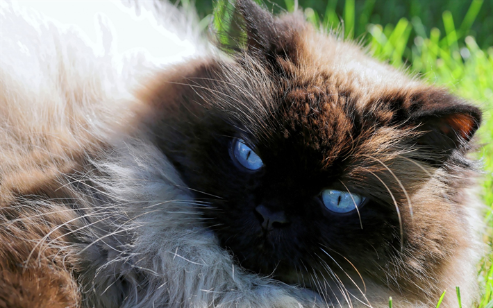 Birman de gato, ojos azules, suaves gato, mascotas, animales lindos, casta del gato dom&#233;stico
