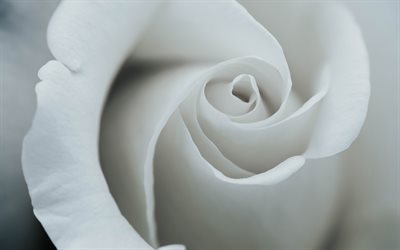4k, rosa branca, broto, close-up, flores brancas, rosas
