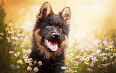 German Shepherd, puppy, dogs, pets, flowers, German Shepherd Dog