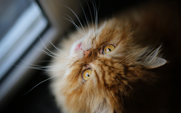 Gato persa, 4k, ginger cat, close-up, fofo gato, gatos, os gatos dom&#233;sticos, focinho, animais de estima&#231;&#227;o, gengibre Gato persa, Persa