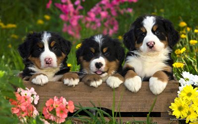 Berner Sennenhund, puppies, pets, sennenhund, family, dogs, cute animals, Bernese Mountain Dog, Berner Sennenhund Dog