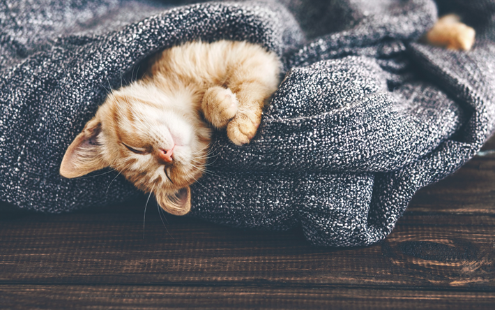 ginger kitten, cute animals, lazy cat, cat in bed, blue blanket, pets