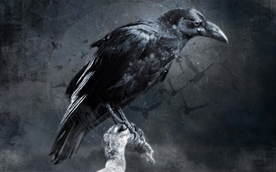 black raven, darkness, birds, art, creative, raven, grunge