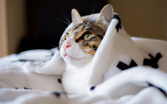 gato, animais engra&#231;ados, gato debaixo de um cobertor, animais fofos, animais de estima&#231;&#227;o