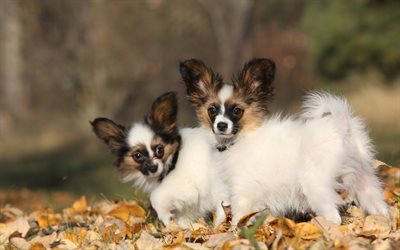 Papillon, puppies, Continental toy spaniel, small cute dogs, pets, white dogs