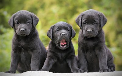 nero retriever, cuccioli, labrador, famiglia, cani, animali domestici, piccoli labrador, cani cute