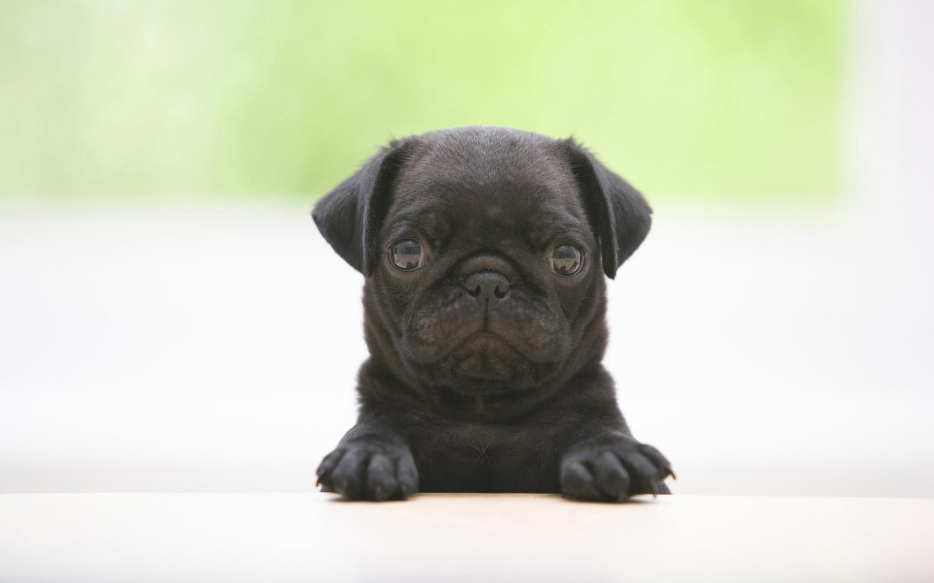 ダウンロード画像 黒パグ 子犬 犬 かわいい動物たち 小さなパグ かわいい犬 パグ ペット パグ犬 画面の解像度 19x10 壁紙デスクトップ上