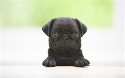 Black Pug, puppy, dogs, cute animals, small Pug, cute dog, Pug, pets, Pug Dog