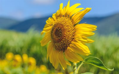 sunflower, beautiful yellow color, field, summer, yellow petals