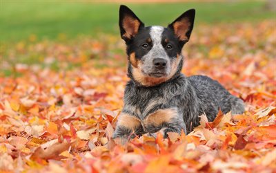 Australian Heeler, Australian Cattle Dog, pets, autumn, dogs, Blue Heeler, Australian Bouvier Dog, Queensland Heeler