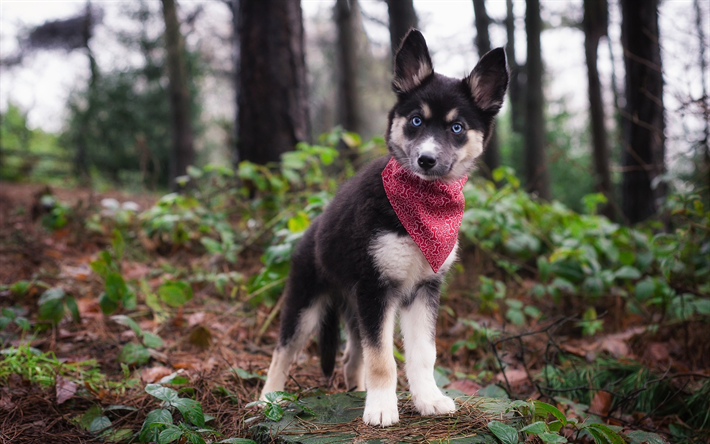 husky cachorro, ojos azules, mascotas, malamute de Alaska, bufanda roja, perro peque&#241;o