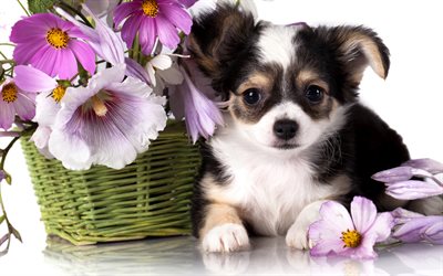 Chihuahua, 4k, flores, cachorros, preto-e-branco de chihuahua, animais fofos, mallows, animais de estima&#231;&#227;o, Cachorro Chihuahua