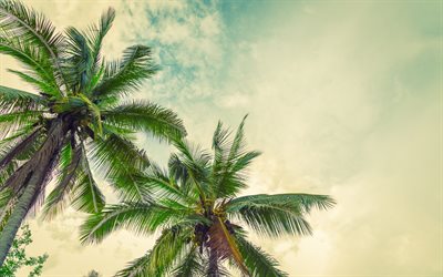 palmas, p&#244;r do sol, cocos em uma palmeira, ilha tropical, noite, c&#233;u, folhas de palmeira