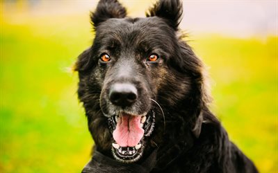 Musta Saksanpaimenkoira, l&#228;hikuva, koirat, lemmikit, vihre&#228; ruoho, Saksan Paimen Koira