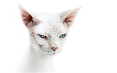 Sphynx, gatto bianco, simpatici animali, gatti divertenti, gatti, bianco Sphynx, close-up, gatto domestico, gatto Sphynx