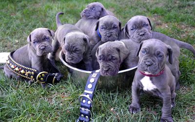 Neapolitan Mastiff, small gray puppies, 4k, family, cute animals, funny puppies, pets, dogs