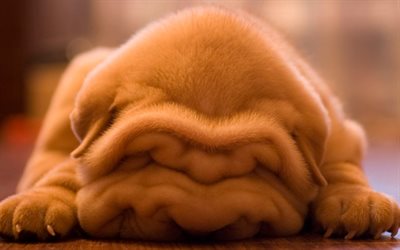 Shar Pei, il simpatico cane, dormire cucciolo, animali domestici, piccoli Shar Pei, cucciolo, animali simpatici, divertenti, cani, Shar Pei Cane