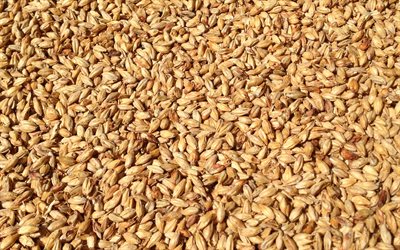wheat grains texture, wheat harvest concepts, wheat background, cereals, wheat texture