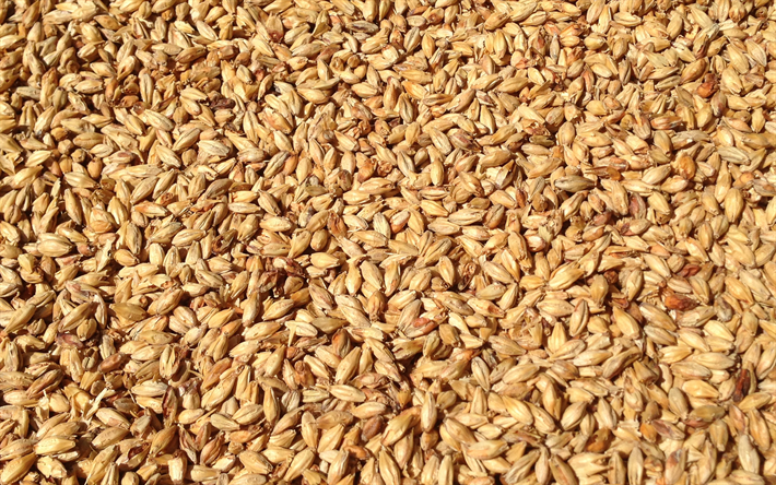 gr&#227;os de trigo, textura, a sega do trigo conceitos, trigo de fundo, cereais, trigo textura