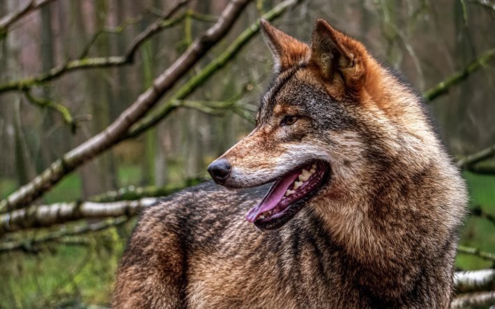 lobo, la fauna, el depredador, el bosque, el bokeh, canis lupus, lobo gris
