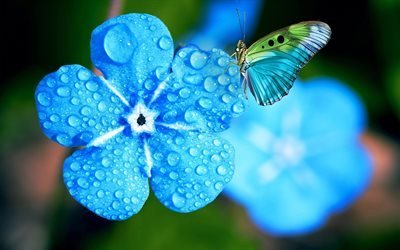 Myosotis, 4k, macro, dew, blue flowers, spring, beautiful flowers, butterfly