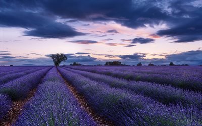Provence, champ de lavande, soir&#233;e, coucher du soleil, les fleurs sauvages, de lavande, de fleur, champ, France
