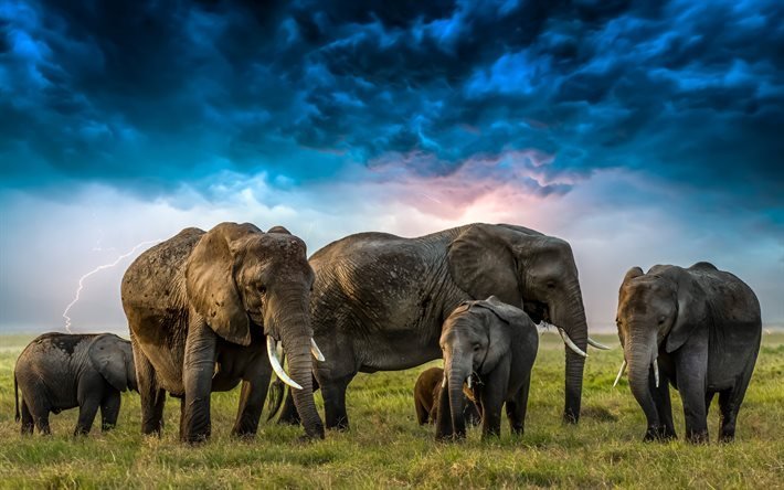4k, elefanti famiglia, Africa, branco di elefanti, savannah, elefanti, Elephantidae, grossi elefanti, HDR