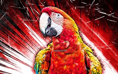 4k, Arara vermelha, arte grunge, papagaio vermelho, Ara macao, raios abstratos vermelhos, criativo, papagaios, Ara