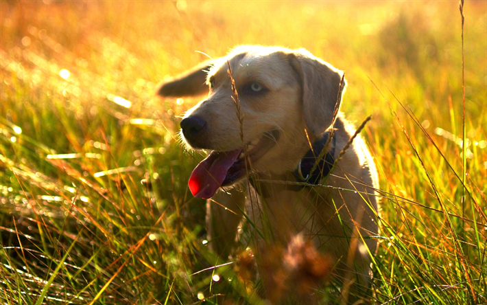 4k, golden retriever, eadow, cachorro, puesta de sol, mascotas, peque&#241;o labrador, lindo cachorro, perros, perro perdiguero