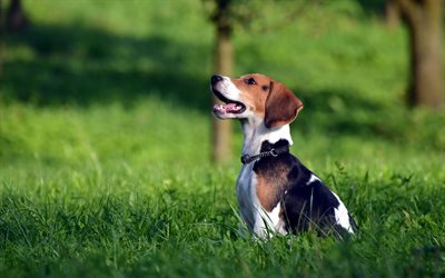 Beagle, lawn, puppy, green grass, bokeh, pets, dogs, cute animals, beagle in grass, Beagle Dog
