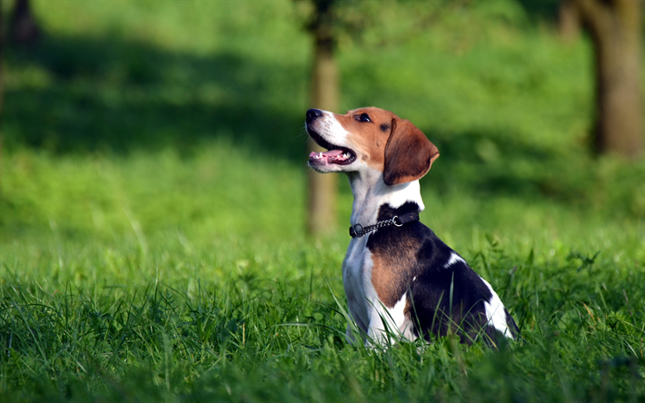 Beagle, gramado, filhote de cachorro, grama verde, bokeh, animais de estima&#231;&#227;o, cachorros, animais fofos, beagle na grama, C&#227;o