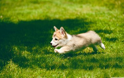 Pembroke Welsh Corgi, running dog, puppy, small Corgi, green grass, pets, dogs, Welsh Corgi, cute dog, Welsh Corgi Dog