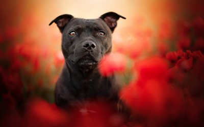 american pit bull terrier, black pit bull, small black puppy, red wildflowers, dog breeds