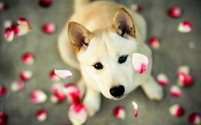 Shiba Inu, puppy, pets, cute dog, small Shiba Inu, petals, dogs, Shiba Inu Dog