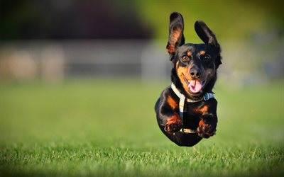 Dachshund, running dog, puppy, pets, dogs, flying dachshund, bokeh, cute animals, Dachshund Dog