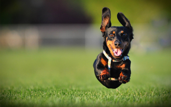 dackel, laufen, hund, welpen, haustiere, hunde, fliegende dackel, bokeh, niedliche tiere, dackel-hund